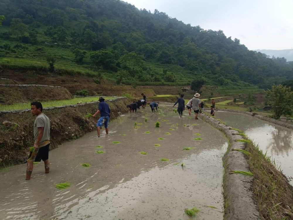 Youth of Kilomi and Khughutomi villages came together to work in the fields to earn wages for hosting Tuluni.